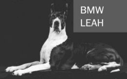 BMW Leah