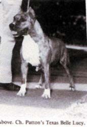 Pattons Texas Belle Lucy