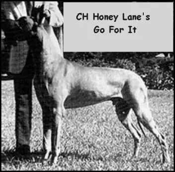 CH Honey Lane's Go For It