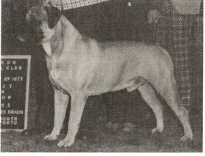 Ch. Roleki's Sampson of Waterbury