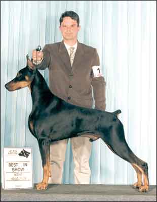 AM. CH. CAN. CH. BRZL CH INT. CH. Charleston Yankee