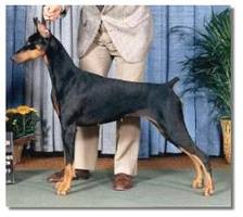 AM. CH. Cambria's Mauna Kea