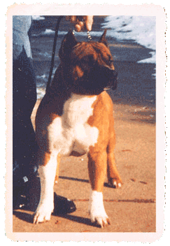 CH Rounder's Little Tex