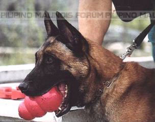 J-D IX de la Horgne du Cheval Rouge