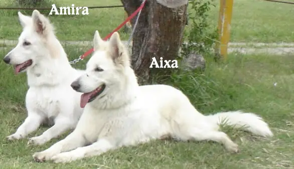 Aixa de Hannu Hankko