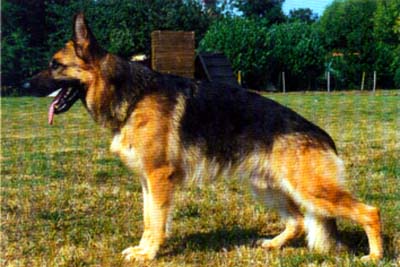 V Igor du Manoir de Junon