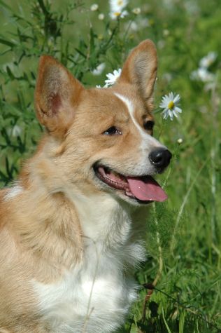 Aska Nova Corgi