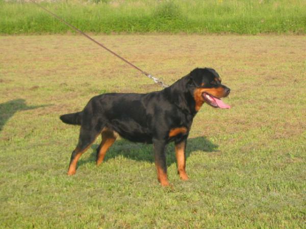 Opaia von der Bleichstrasse