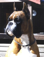 Quaste van de Hazenberg