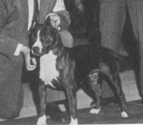 Ch. Luke's Georgia Rebel