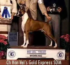 Ch. Har-Vel's Gold Express
