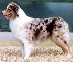 ASCA CH Striderite's Head Over Heels
