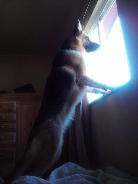 Ginger Von Boehm II Rocco