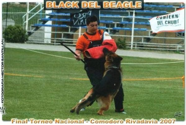 Black del Beagle