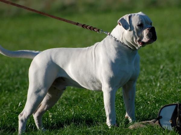 CH Ostergaard's Stinky