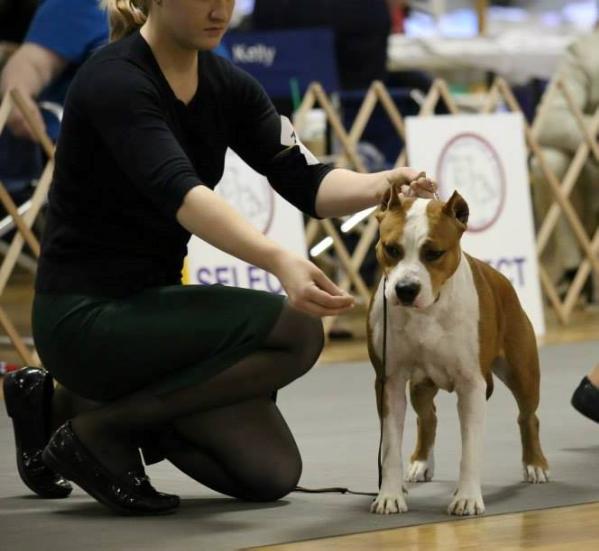 CH Moon Rock Landi's Wild Dove