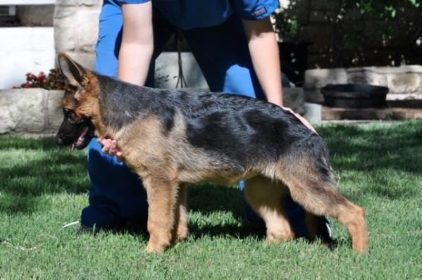 Caelah von der RNR Ranch