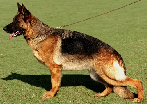 Dessi