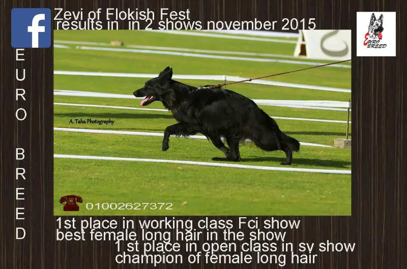 ZEVI Of Flokish Fest