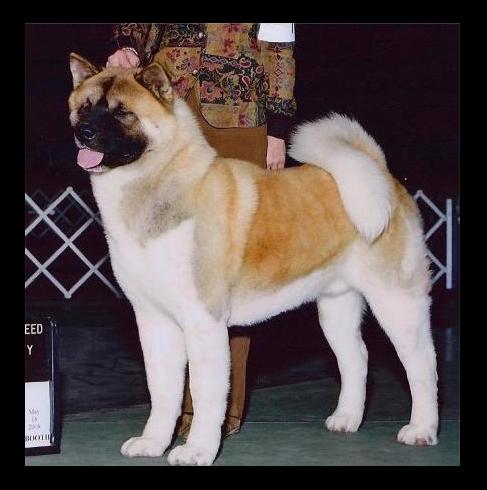 AKC CH Regalia's Bearicade