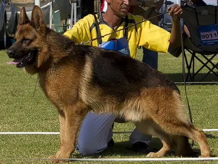 BSZS 2013 SG 20 Carlo zur Medbacher Mühle