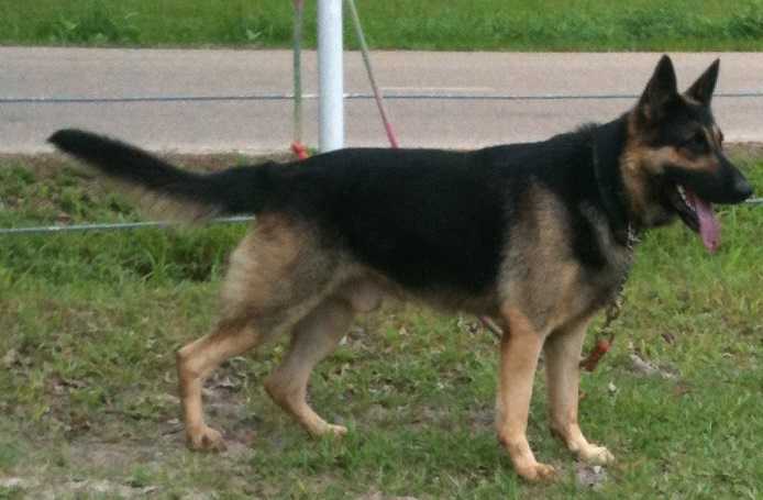 Quizno vom Silberwald