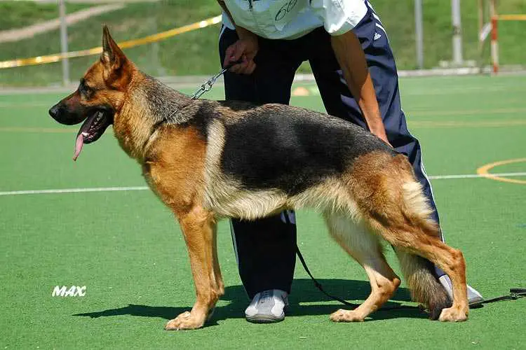 Edelveis Kubani  Charodeyka