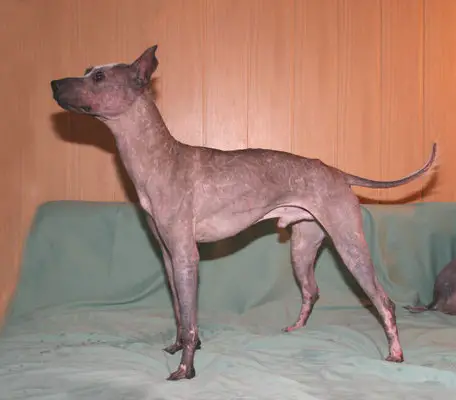 RUSSIA CH., NC CH Harmeks Yunnel