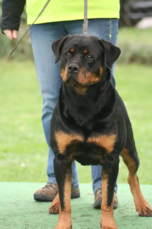 MULTI-V RATED Ginie von Shambala