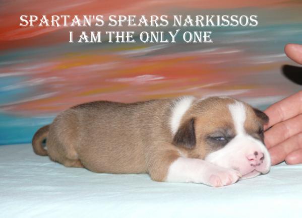 Spartans Spears Narkissos I Am The Only One