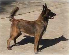 Southernwind’s Firefox linda