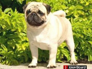 JCH RUS, CH RUS, RKF Sasquehanna Matematyk