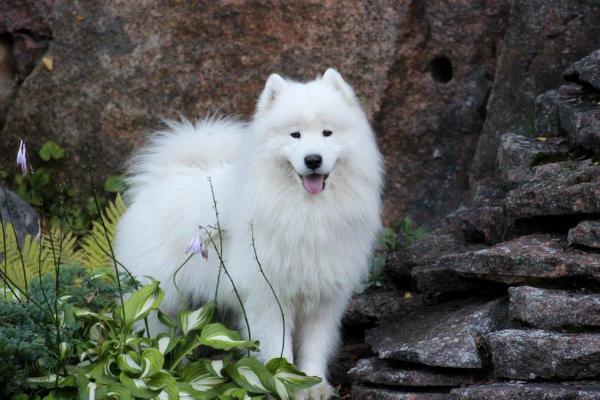 Dorian Spring Peter Pan