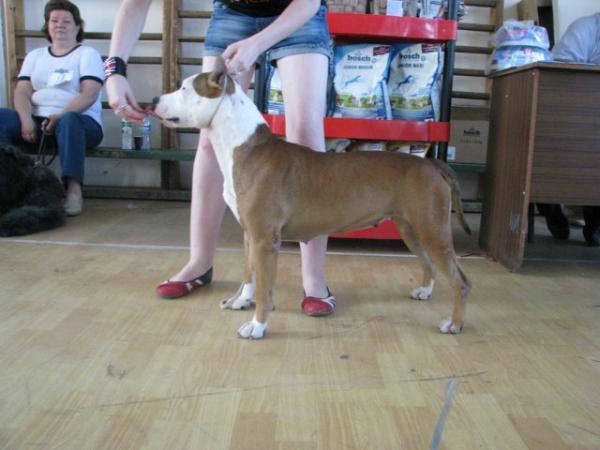 Rebel and Proud Clash City Rocker