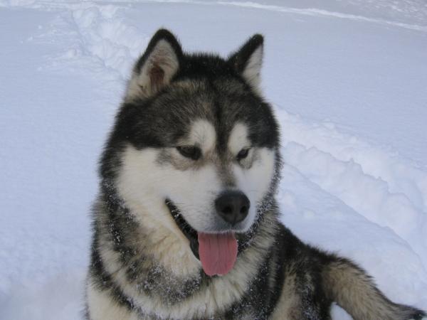 Bearhug's Frozen Asset