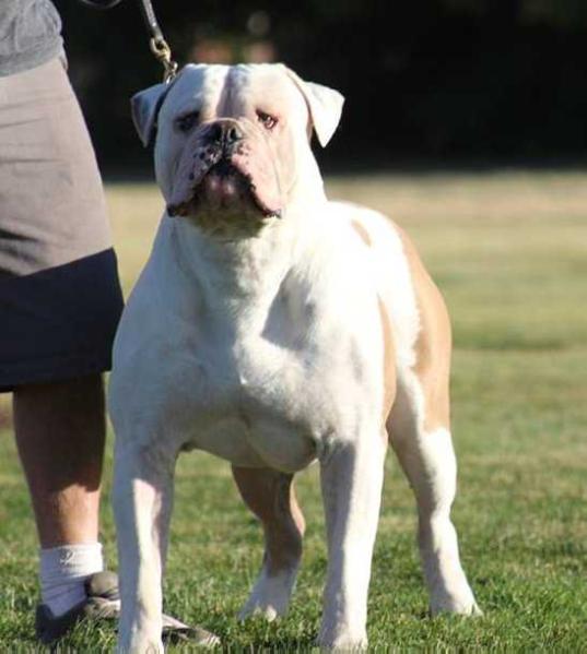 ABKC Gr. Ch. PSI's Buck