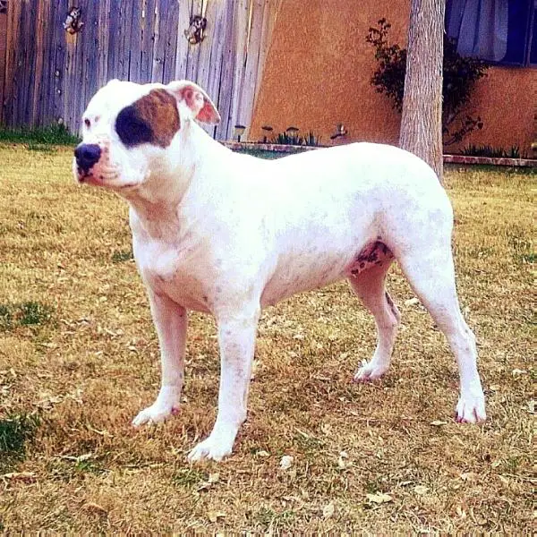 Vrouwenfelder’s Simply Lola