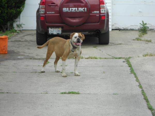 Holloway's Red Machine (DNA-P)