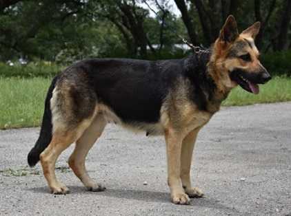 C' Princeza Ni-Abi vanBuren Du Tuller Rett