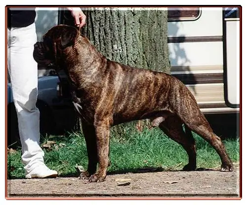 LUVABULL JACK DEMPSEY