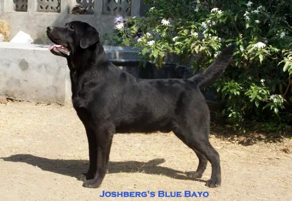 Joshberg'S Blue Bayo