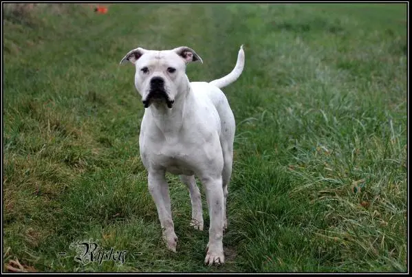 Proud Heroes' Never Say Never aka Ripley