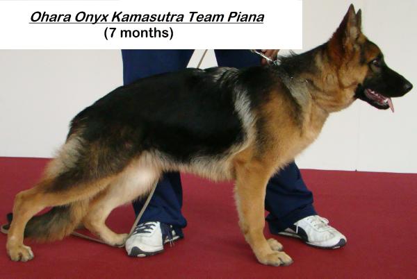 Ohara Onyx Kamasutra Team Piana