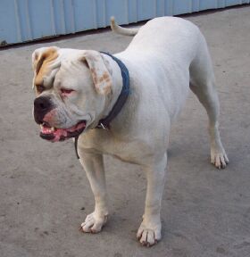 Full Boar Kennels Rose of Alabama