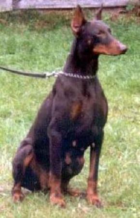 Odett von der Schwellenburg