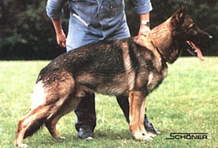 V Harko vom Ketscher Wald