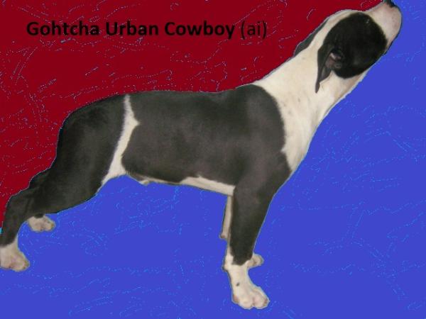 Gohtcha Urban Cowboy (ai)