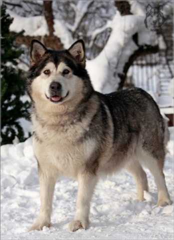 Diana ot Fillippovoy