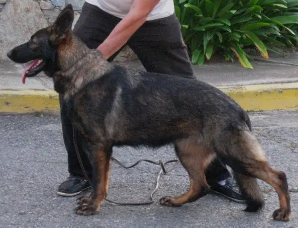 Trixi von der Ostenhaus