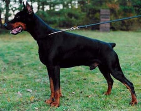 2 CACIB-2 RCACIB-9 C Bahrein Brando Ashanti